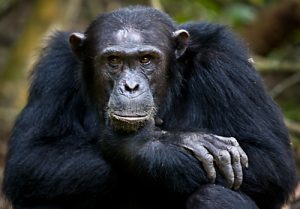 Chimpanzees can be brutally violent
